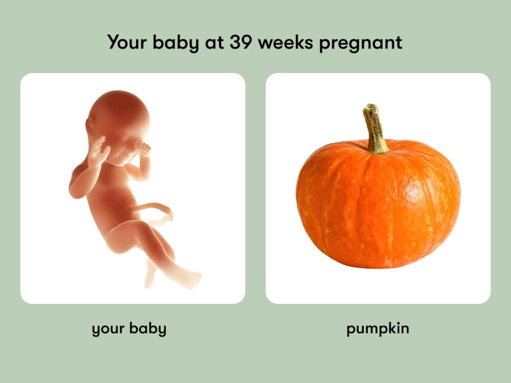 At 39 weeks pregnant, your baby is the size of a pumpkin At week 39 of pregnancy, the baby is around 50 cm long, equivalent to the size of a pumpkin