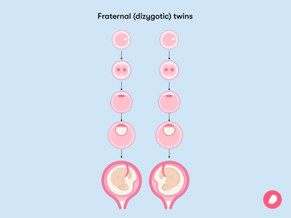how an egg splits when you have nonidentical twins how an egg splits when you have nonidentical twins