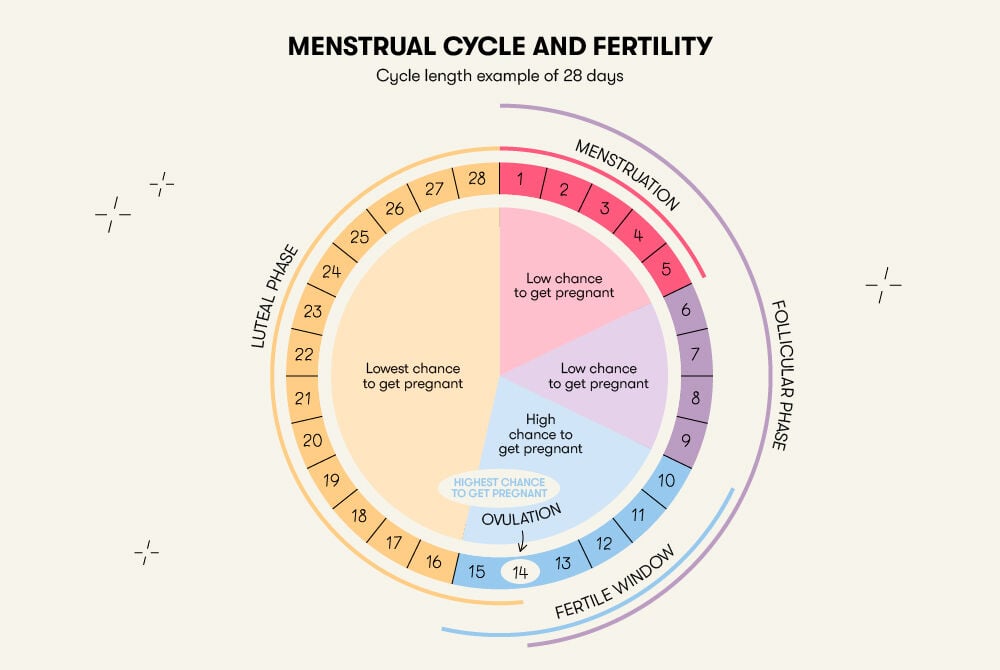 A 28-day menstrual cycle graph providing a visual representation of its associated fertility changes.
