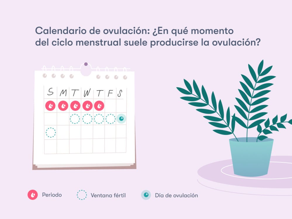Calculadora de días fértiles y ovulación Calculadora de días fértiles y ovulación