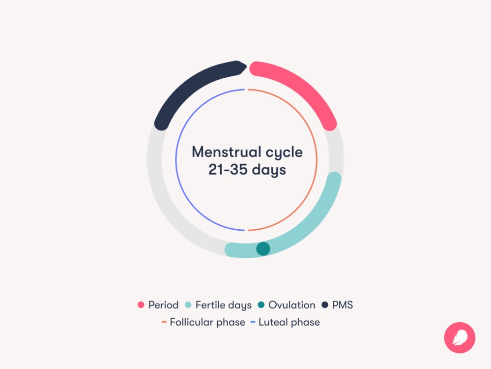 Your menstrual cycle Your menstrual cycle can last from 21-35 days. Your period, fertile days, ovulation, follicular and luteal phase are all part of your cycle