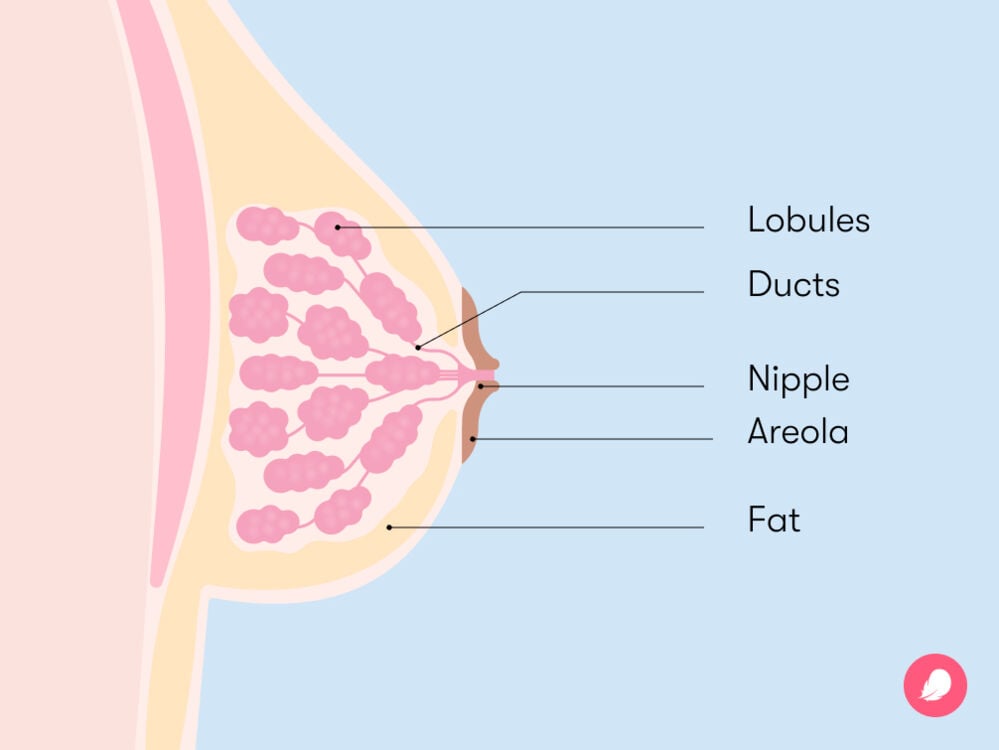 female breasts anatomy diagram Breasts are internally composed of fat tissue, blood vessels, mammary ducts, and lobules.