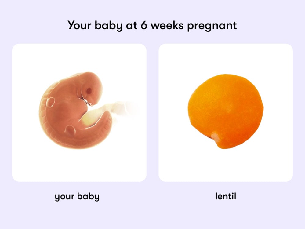At 6 weeks pregnant, your baby is the size of a lentil. At week 6 of pregnancy, the baby is around 5 mm long, equivalent to the size of a lentil
