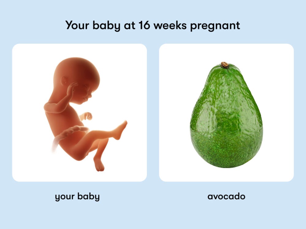At 16 weeks, your baby is like an avocado. At week 16 of pregnancy, the baby is around 18.6cm long, equivalent to the size of an avocado