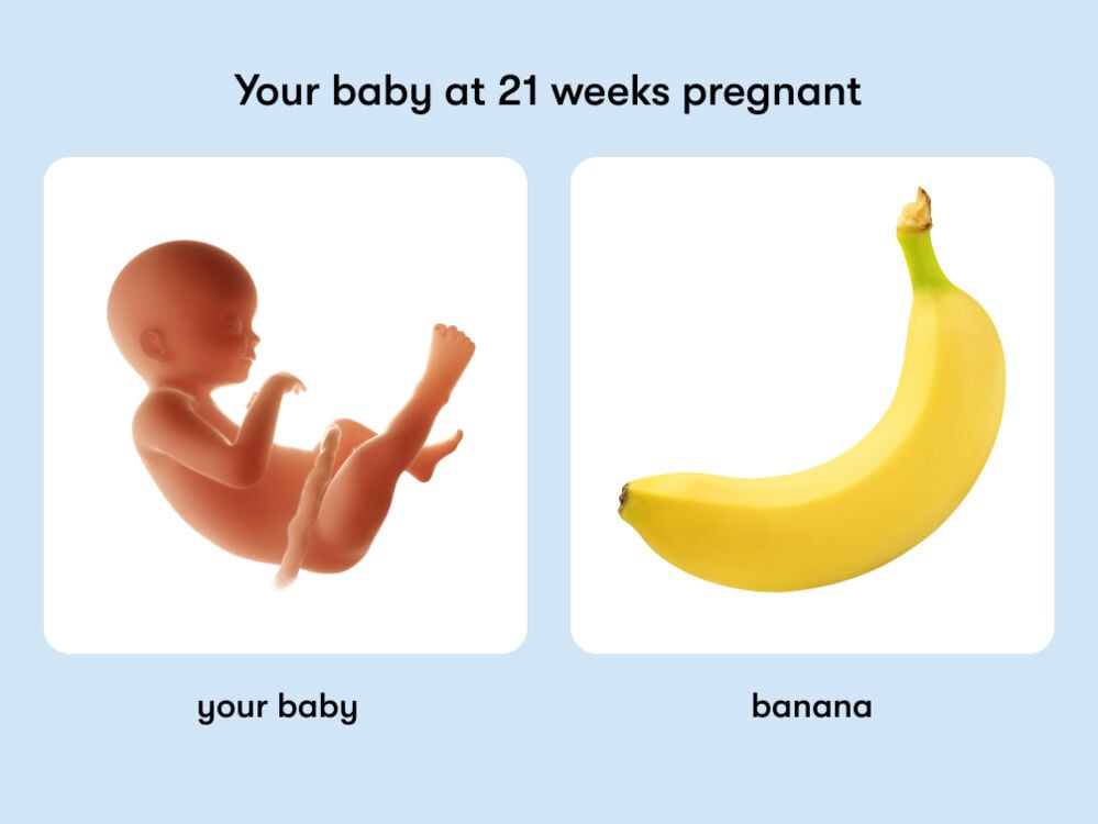 At 21 weeks, your baby is like a banana. At week 21 of pregnancy, the baby is around 27.4cm long, equivalent to the size of a banana