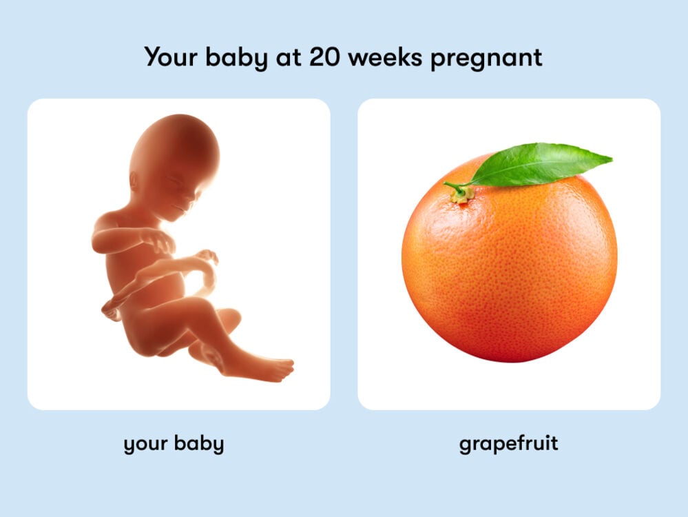 At 20 weeks, your baby is like a grapefruit. At week 20 of pregnancy, the baby is around 25.7cm long, equivalent to the size of a grapefruit