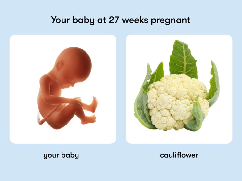 The size of a baby is equivalent to the size of a cauliflower at 27 weeks pregnant At week 27 of pregnancy, the baby is around 36.6 cm long, equivalent to the size of a cauliflower