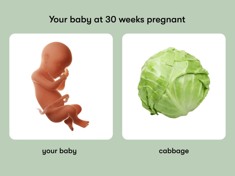At 30 weeks, your baby is like a cabbage At week 30 of pregnancy, the baby is around 40.5 cm long, equivalent to the size of a cabbage