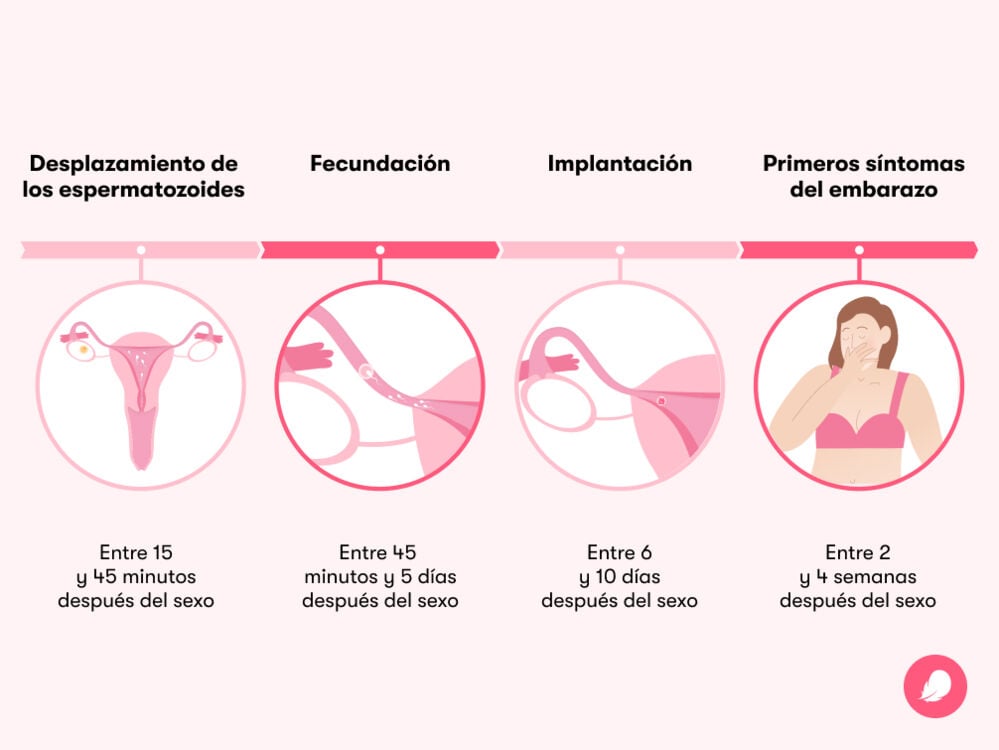 Cronograma que muestra cuánto se tarda en lograr un embarazo tras tener relaciones Cronograma que muestra cuánto se tarda en lograr un embarazo tras tener relaciones