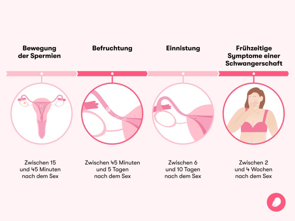 Wann wird man schwanger nach Sex? Der Weg vom Geschlechtsverkehr bis zu den ersten Anzeichen Wann wird man schwanger nach Sex? Der Weg vom Geschlechtsverkehr bis zu den ersten Anzeichen