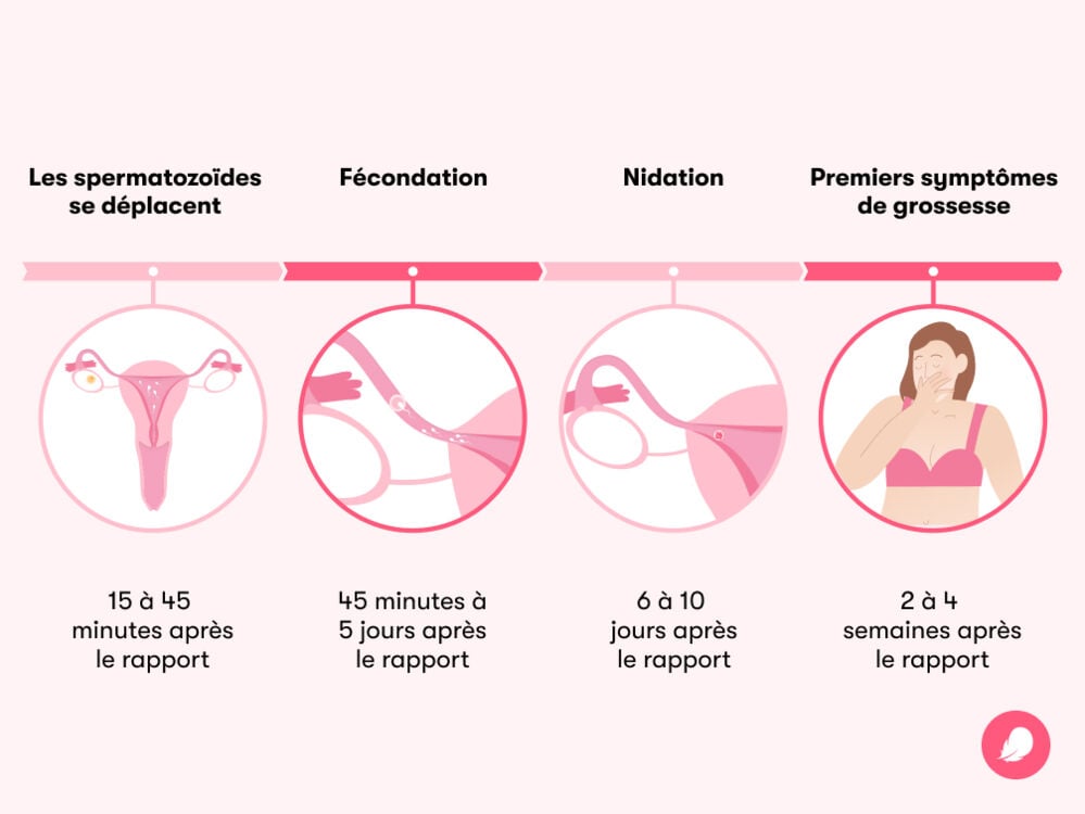 Chronologie montrant le temps nécessaire pour tomber enceinte après un rapport sexuel Chronologie montrant le temps nécessaire pour tomber enceinte après un rapport sexuel