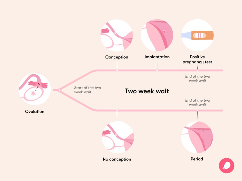 Single image Timeline displaying two possible scenarios of the two week wait