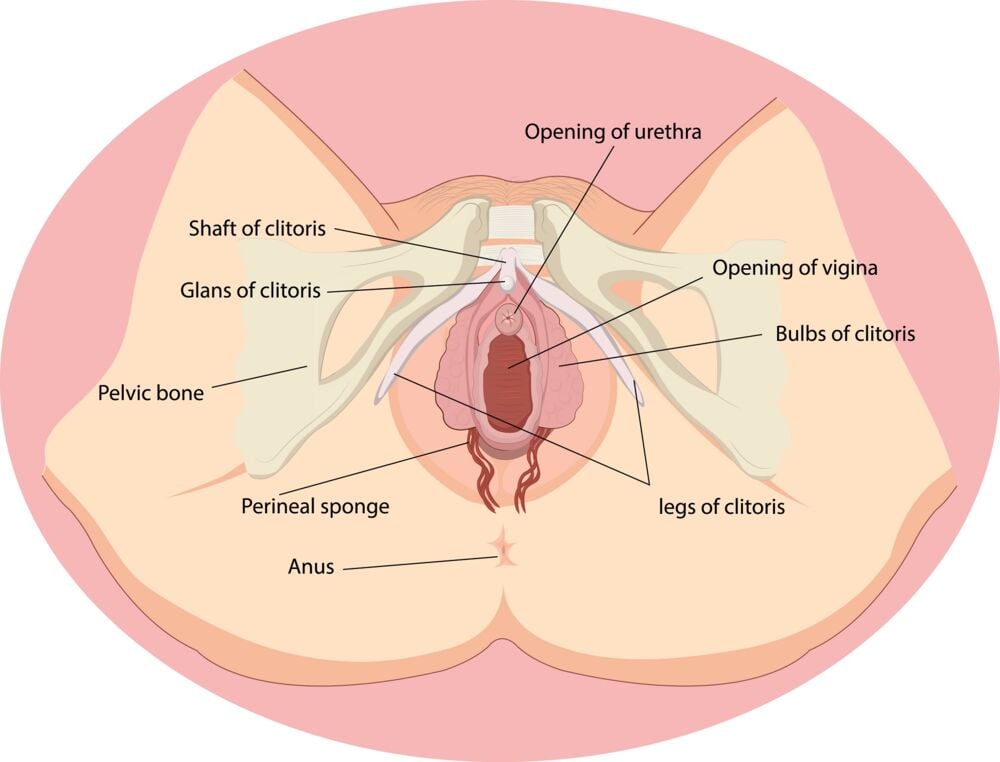 vagina structure During labor, hormonal changes enable vaginal tissue expansion and contraction, along with relaxation of pelvic ligaments and cervical dilation, making vaginal birth possible