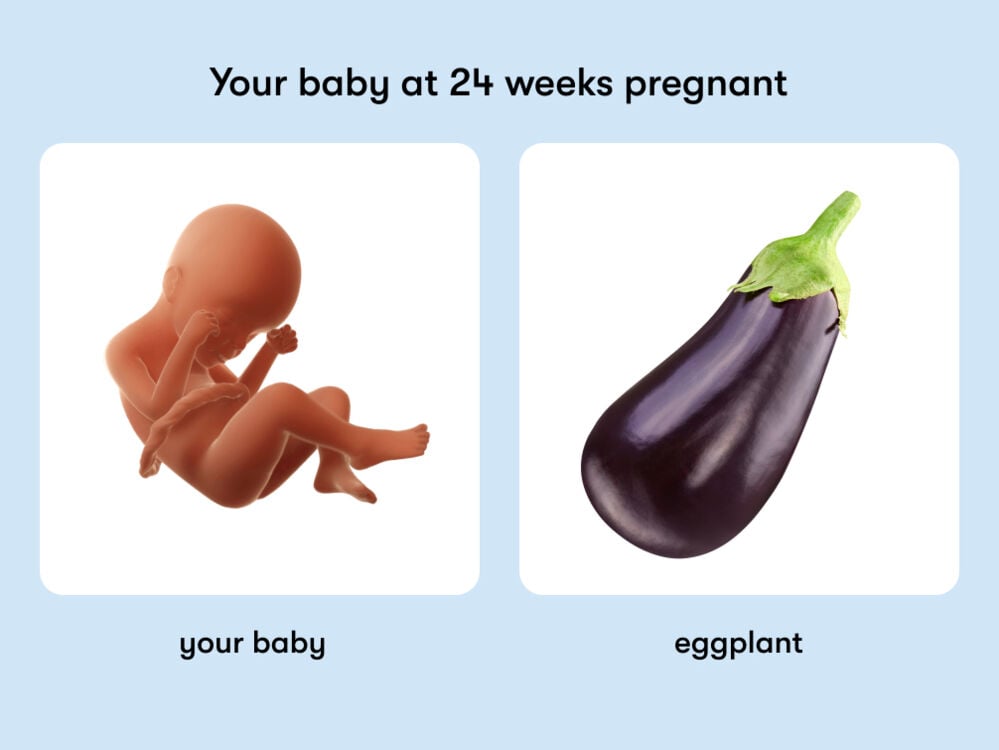 At 24 weeks pregnant, your baby is the size of an eggplant At week 24 of pregnancy, the baby is around 32 cm long, equivalent to the size of an eggplant