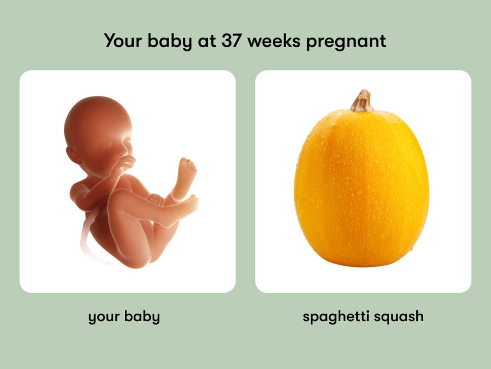 The size of a baby is equivalent to the size of a spaghetti squash at 37 weeks pregnant At week 37 of pregnancy, the baby is around 48 cm long, equivalent to the size of a spaghetti squash