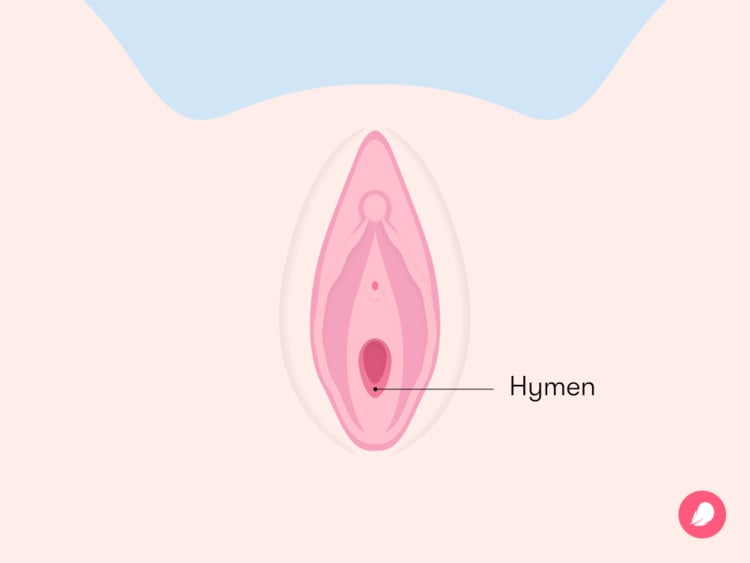 Qu’est-ce que l’hymen ? Tout ce que vous devez savoir Qu’est-ce que l’hymen ? Tout ce que vous devez savoir