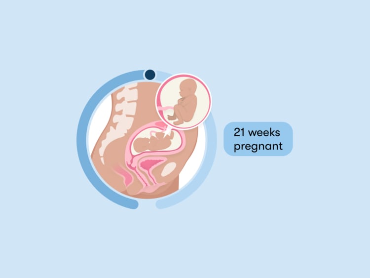 21 weeks pregnant: Your guide to this week of your second trimester 21 weeks pregnant: Your guide to this week of your second trimester