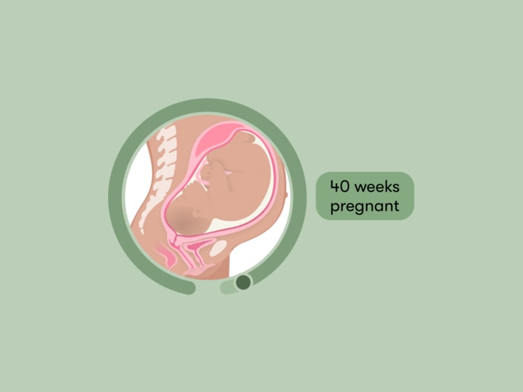 40 weeks pregnant: Your guide to this week of your third trimester 40 weeks pregnant: Your guide to this week of your third trimester