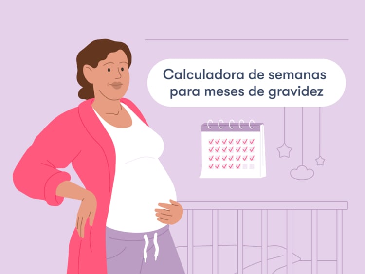 Pregnancy weeks to months calculator title Semanas e meses de gestação: há quanto tempo você está grávida?