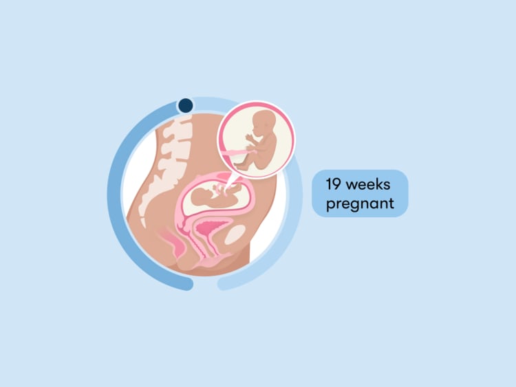 19 weeks pregnant: Your guide to this week of your second trimester 19 weeks pregnant: Your guide to this week of your second trimester