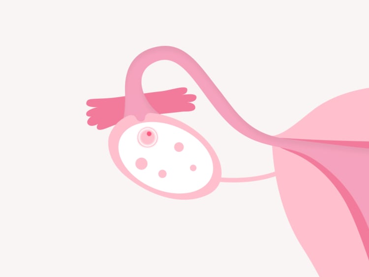 How many eggs does a woman have? How many eggs does a woman have?