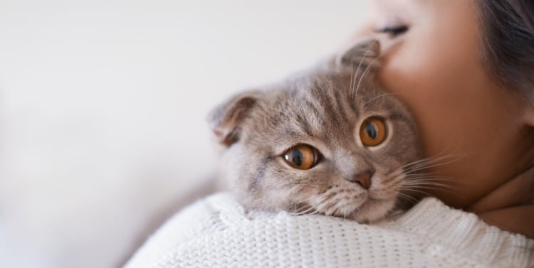 ¿Pueden los gatos percibir el embarazo antes que tú?