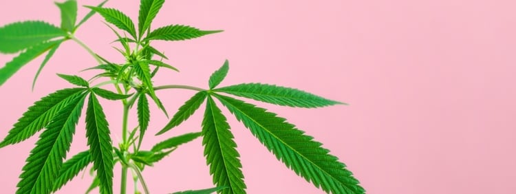 Three Ways Marijuana Can Affect Fertility Three Ways Marijuana Can Affect Fertility
