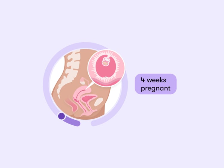 4 weeks pregnant: Your guide to this week of your first trimester 4 weeks pregnant: Your guide to this week of your first trimester