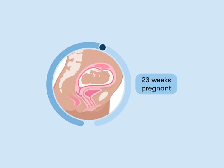 23 weeks pregnant: Your guide to this week of your second trimester 23 weeks pregnant: Your guide to this week of your second trimester