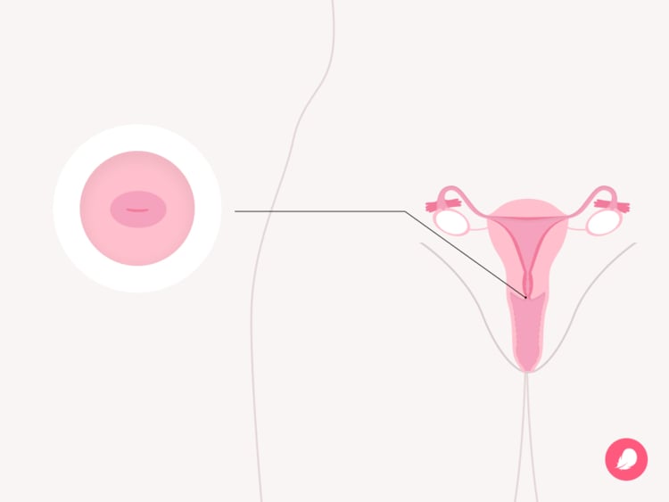 How to find (and check) your cervix How to find (and check) your cervix