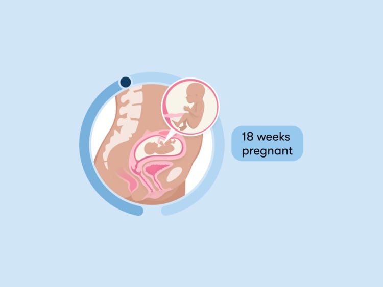 18 weeks pregnant: Your guide to this week of your second trimester 18 weeks pregnant: Your guide to this week of your second trimester