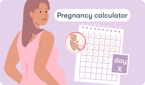 Pregnancy calculator