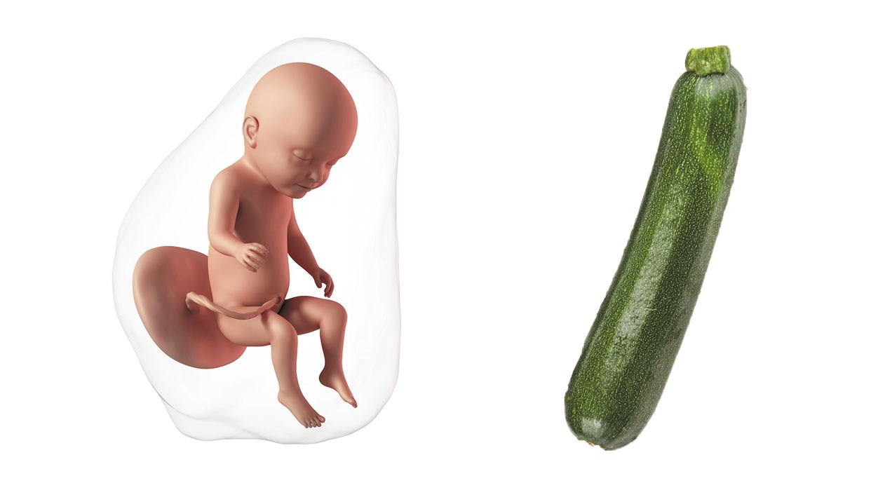 How big is a baby at week 31 of pregnancy? How big is a baby at week 31 of pregnancy?