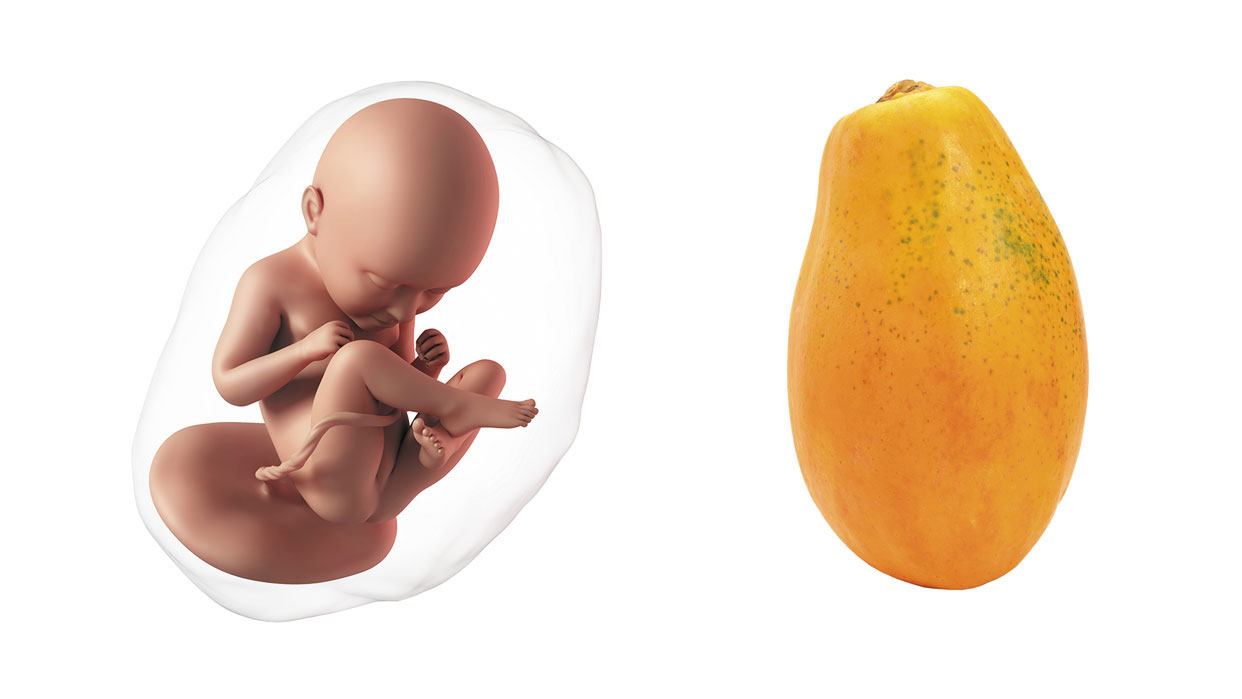 How big is a baby at week 35 of pregnancy? How big is a baby at week 35 of pregnancy?