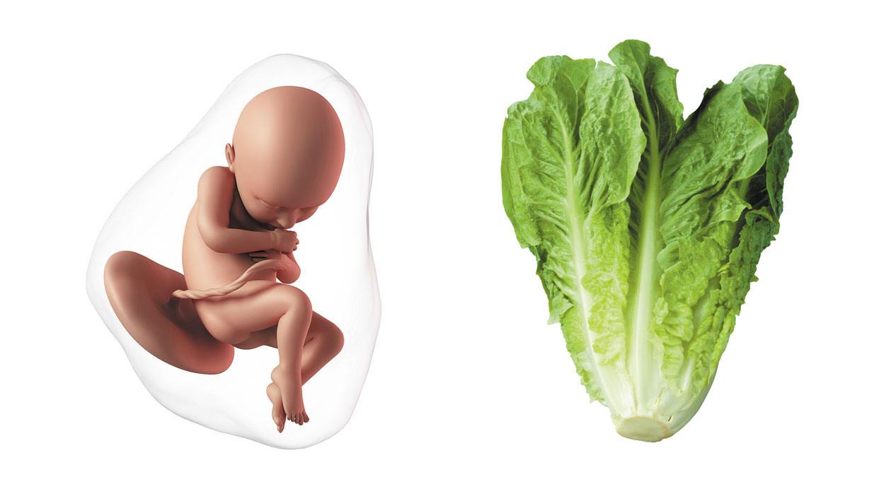 How big is a baby at week 36 of pregnancy? How big is a baby at week 36 of pregnancy?
