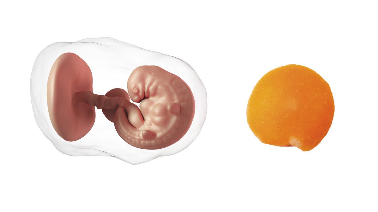 How big is a baby at week 6 of pregnancy? How big is a baby at week 6 of pregnancy?