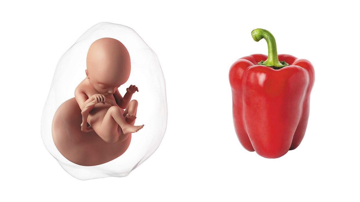 How big is a baby at week 18 of pregnancy? How big is a baby at week 18 of pregnancy?