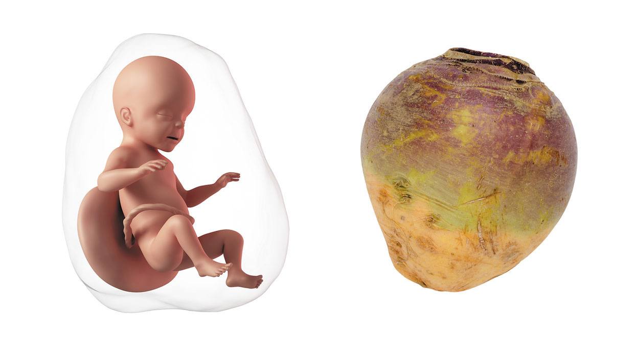 How big is a baby at week 26 of pregnancy? How big is a baby at week 26 of pregnancy?