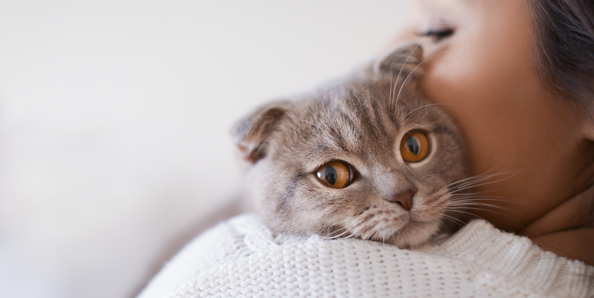 Can Cats Sense Pregnancy Quora