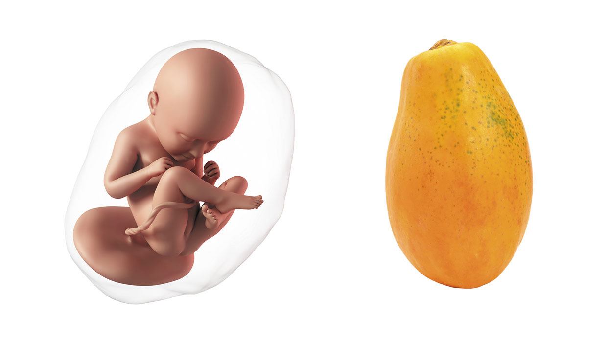 Активный ребенок 36 недель. Беременность по фруктам.