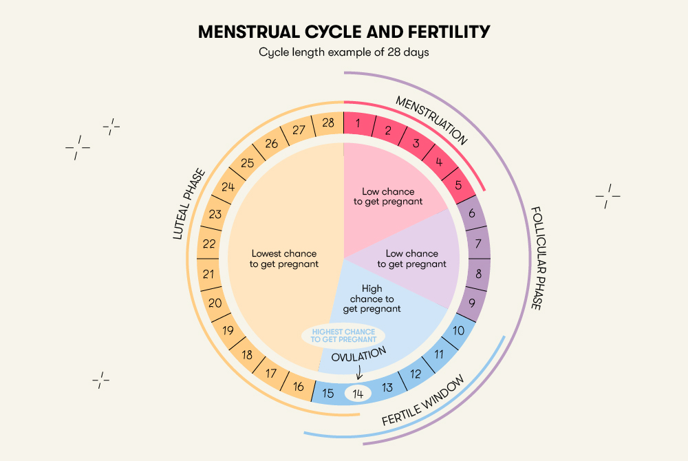 Can You Get Pregnant When You’re Not Ovulating? Understanding Female ...