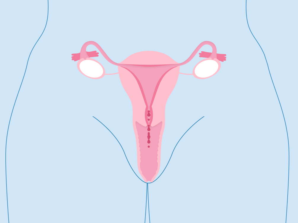 women's reproductive system