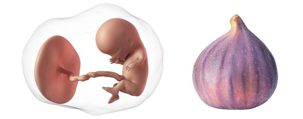 At 11 weeks pregnant, your baby is the size of a fig