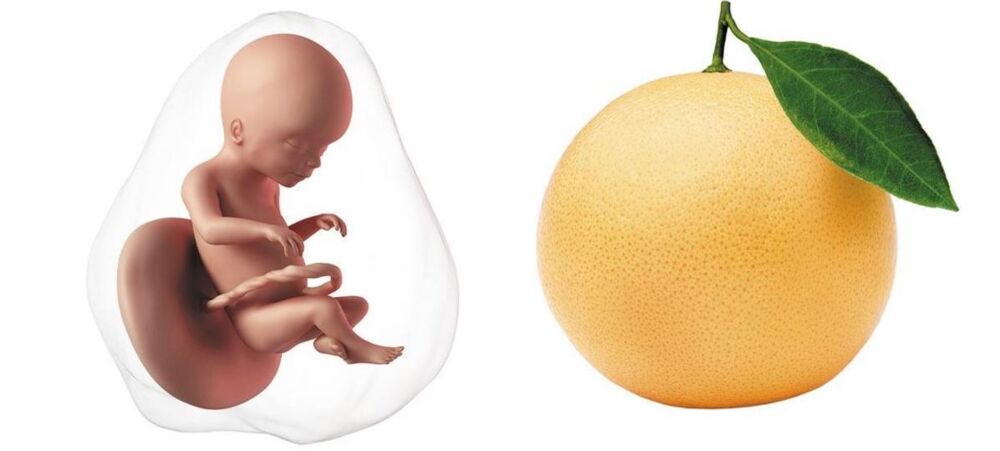 At 20 weeks pregnant, your baby is the size of a grapefruit 