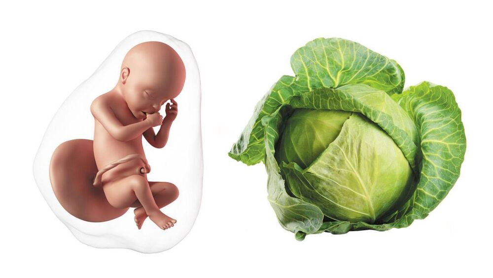 At 30 weeks pregnant, your baby is the size of a head of cabbage 