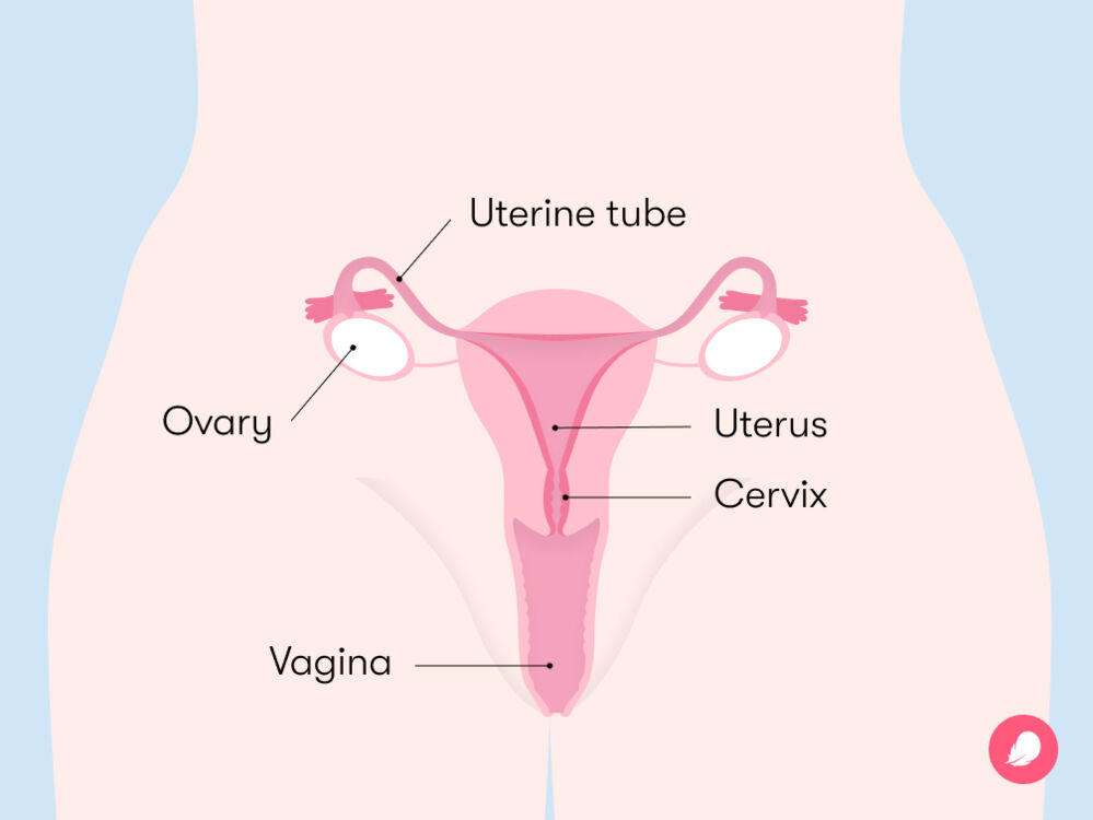 vagina diagram 