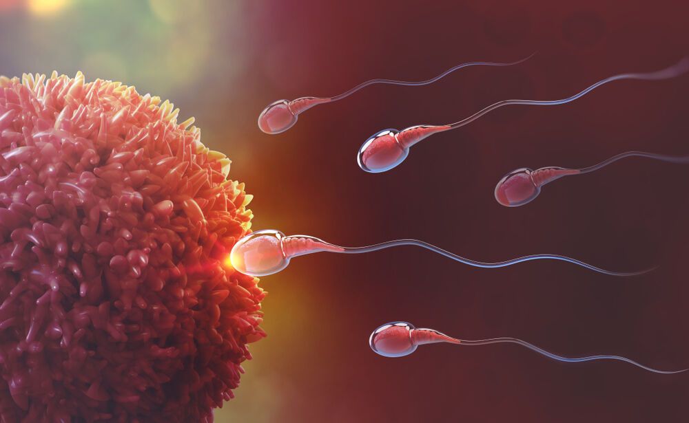 Sperm and egg cell fertilization