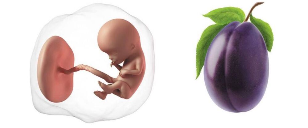At 12 weeks pregnant, your baby is the size of a plum