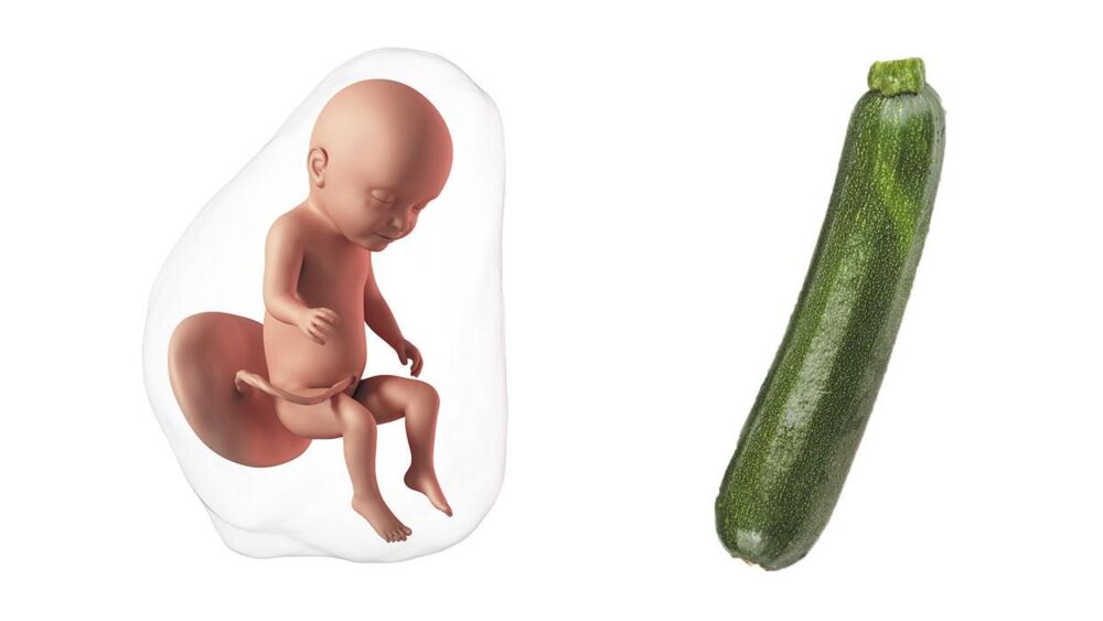 At 31 weeks pregnant, your baby is the size of a head of a zucchini