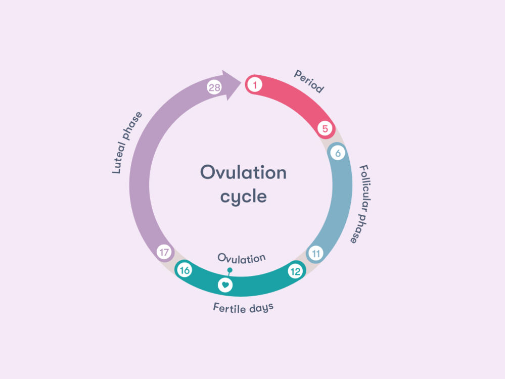 What is ovulation & When Am I Fertile?